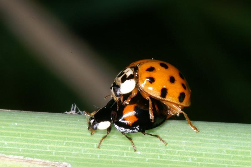Anatis_ocellata_D3112_Z_80_Loosdrechtse plassen_Nederland.jpg